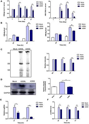 rt269I Type of Hepatitis B Virus (HBV) Leads to HBV e Antigen Negative Infections and Liver Disease Progression via Mitochondrial Stress Mediated Type I Interferon Production in <mark class="highlighted">Chronic Patients</mark> With Genotype C Infections